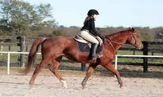 Improve Equestrian Rider Movement Patterns through Physical Therapy